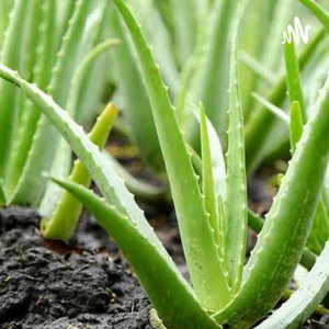 Producción Y Aprovechamiento De La Sábila 