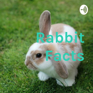 Rabbit Facts