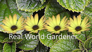 Real World Gardener-Horticulture, Gardening, Learning to Grow