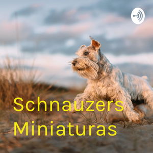 Schnauzers Miniaturas