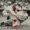 Stealing Home – The Hardball Times