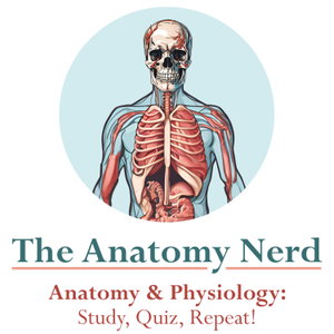 The Anatomy Nerd