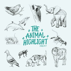 The Animal Highlight