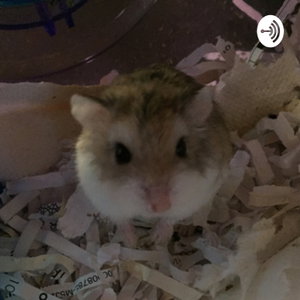The hamster care podcast!