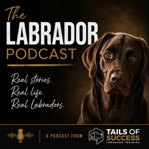 The Labrador Podcast - From Tails of Success Labrador Training