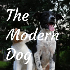 The Modern Dog