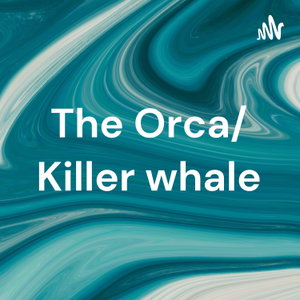 The Orca/ Killer whale
