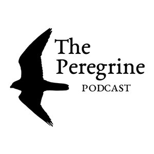 the peregrine