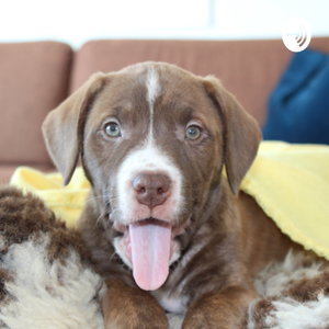 The PuppyPod