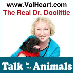 The Real Dr Doolittle Show With Val Heart | Animal Talk | Talk to Dogs | Talk to Horses | Talk to Cats | Animal Whisperer | Telepathy | Animal Communication