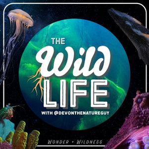 The Wild Life