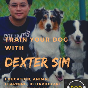 Train Your Dog