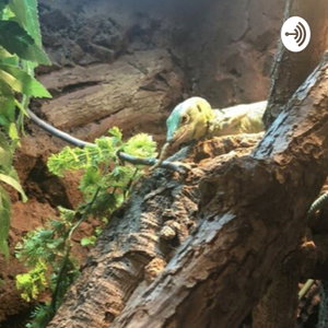 Ultimate reptile care podcast 