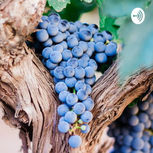 Vino 