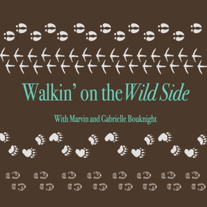 Walkin' on the Wild Side