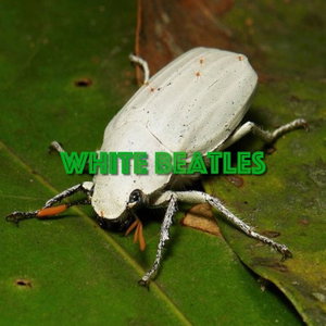 White Beatles Podcast