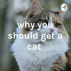 why you should get a cat 