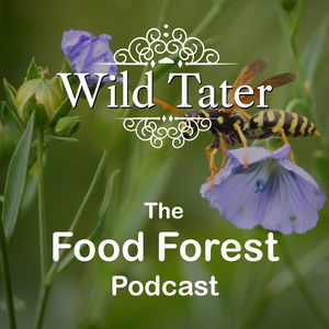Wild Tater