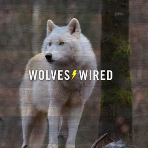 Wolves Wired