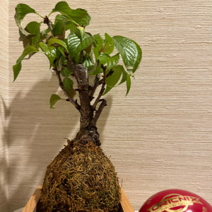 بونسای ژاپنی و مسیرهای سفر
Japanese Bonsai and Travel Routes
